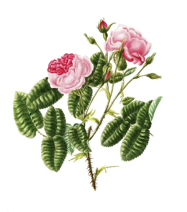 Framed Print : Cultivated plant, precious rose Framed Print : Cultivated plant, precious rose
