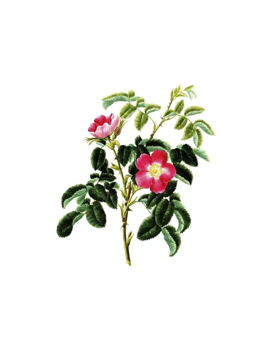 Framed Print : Cultivated plant, precious rose Framed Print : Cultivated plant, precious rose