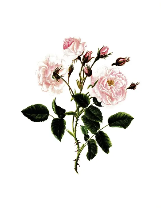 Framed Print : Cultivated plant, precious rose Framed Print : Cultivated plant, precious rose