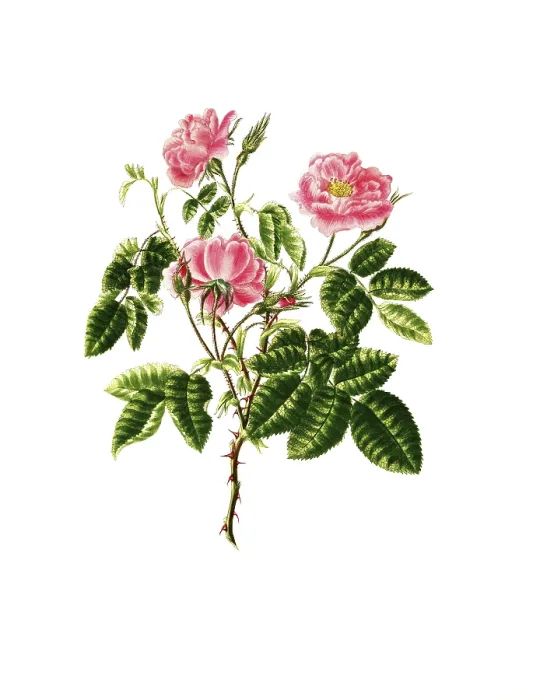 Framed Print : Cultivated plant, precious rose
