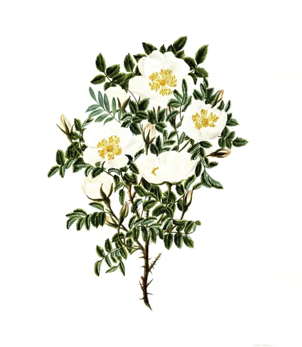 Framed Print : Cultivated plant, sweet rose, rose spinosissima