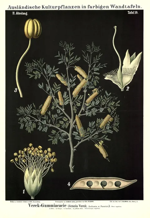 Framed Print : Cultivated plant, Verek Gummiacacia