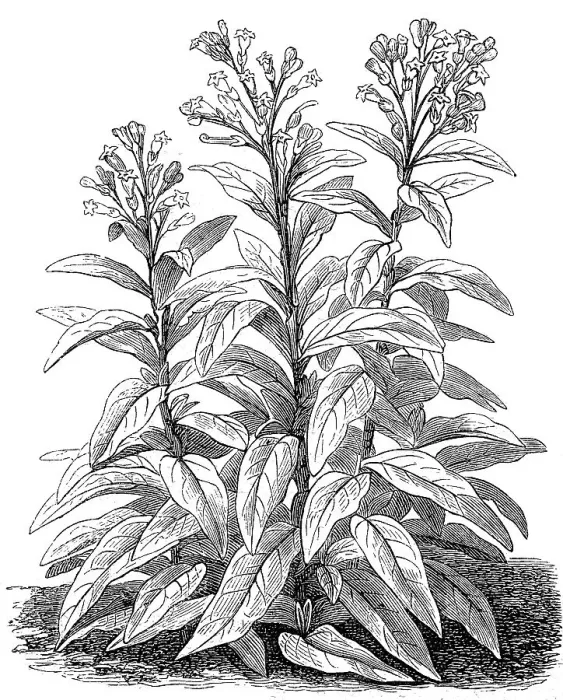Framed Print : Cultivated tobacco (Nicotiana tabacum) Framed Print : Cultivated tobacco (Nicotiana tabacum)