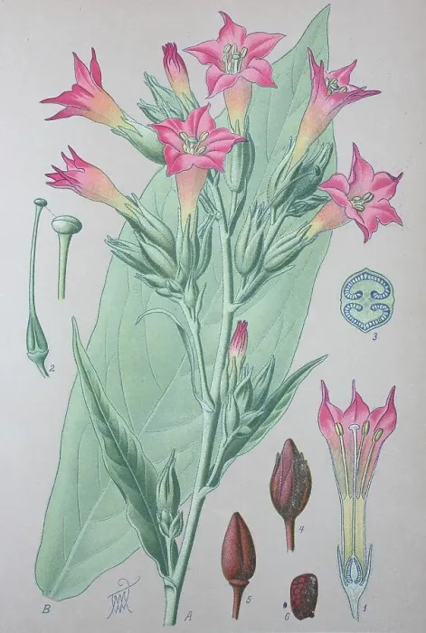 Framed Print : Cultivated tobacco (Nicotiana tabacum)