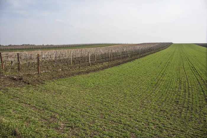 Framed Print : Cultivation area in spring, vineyard