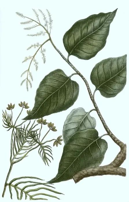 Framed Print : Cumin (Cuminum cyminum), also Cumin or Cumin Framed Print : Cumin (Cuminum cyminum), also Cumin or Cumin