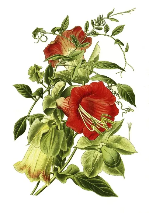 Framed Print : Cup-and-saucer vine (Cobaea scandens) Framed Print : Cup-and-saucer vine (Cobaea scandens)