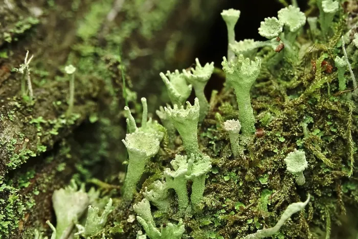Framed Print : Cup lichen (Cladonia Fimbriata)