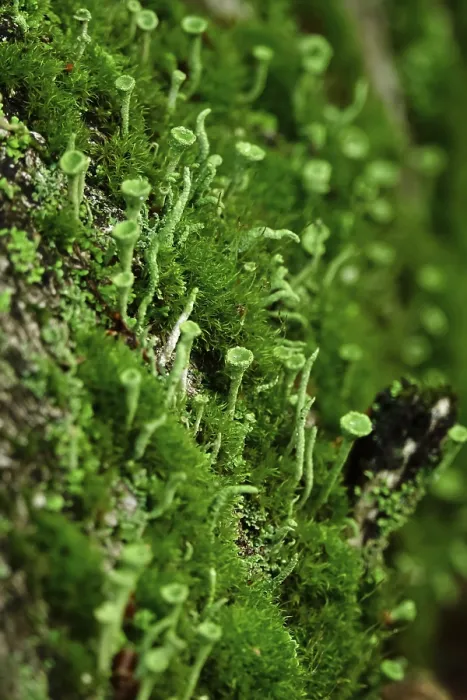 Framed Print : Cup lichen (Cladonia Fimbriata)