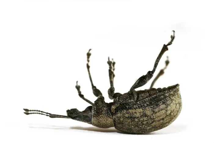 Framed Print : Curculio nucum Framed Print : Curculio nucum