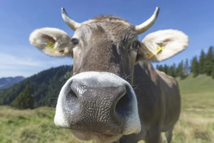 Framed Print : Curious Allgau Brown Swiss Framed Print : Curious Allgau Brown Swiss