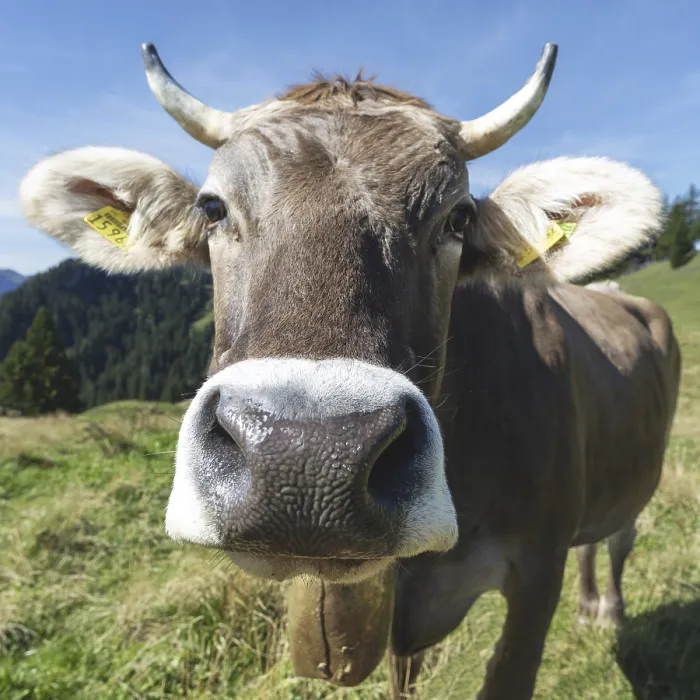 Framed Print : Curious Allgau Brown Swiss