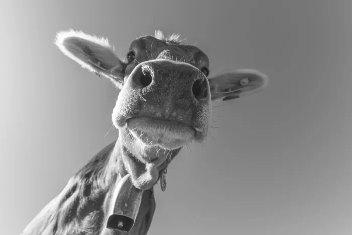 Framed Print : Curious Allgau Brown Swiss
