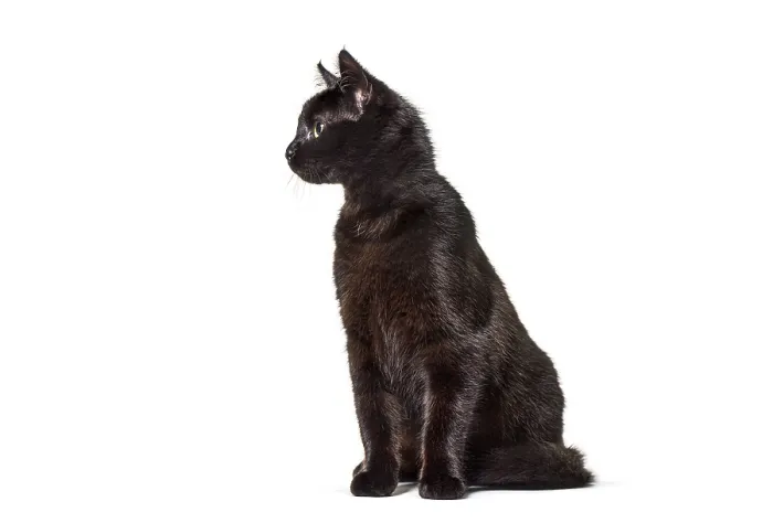Framed Print : Curious black cat sitting and looking attentively towards something out of view