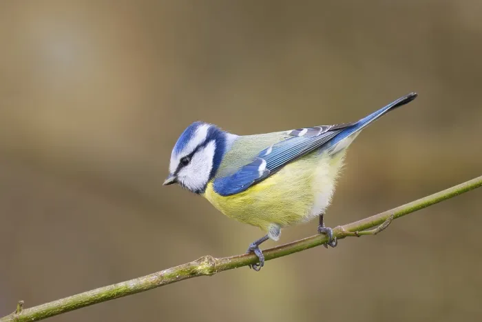 Framed Print : A curious blue tit (Cyanistes caeruleus) sits on a branch in the soft sunlight