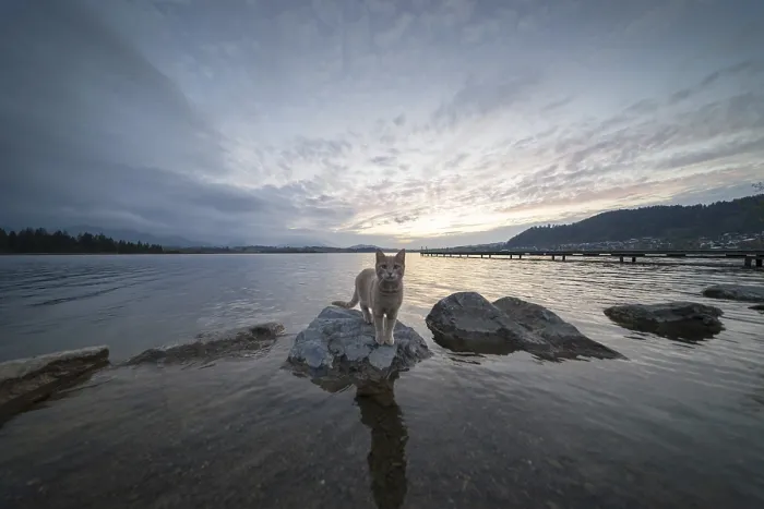 Framed Print : Curious cat after sunset, Hopfensee Framed Print : Curious cat after sunset, Hopfensee