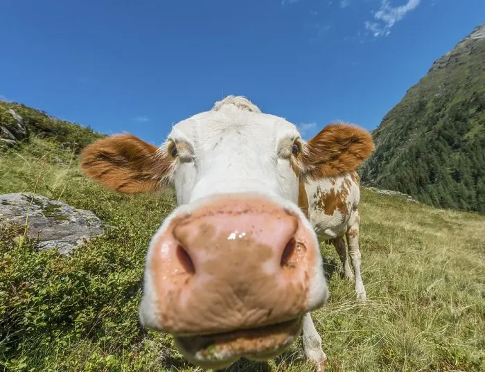 Framed Print : Curious cow in a meadow, Rohrmoos-Untertal