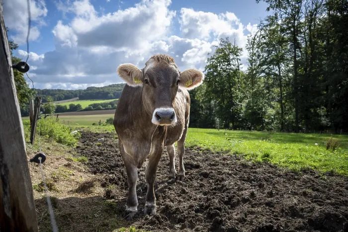 Framed Print : Curious cow on a pasture looks into the camera