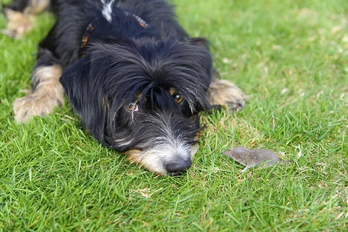 Framed Print : A curious dog is lying on the lawn looking at a small mouse