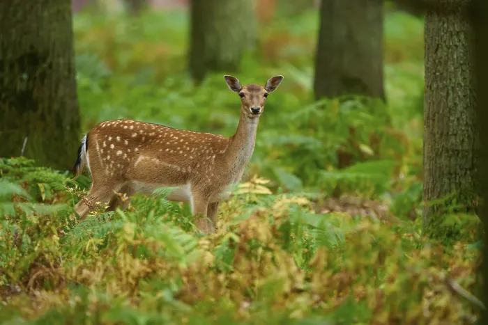 Framed Print : A curious fallow deer stands in the lush green undergrowth of the forest Framed Print : A curious fallow deer stands in the lush green undergrowth of the forest