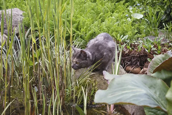 Framed Print : Curious gray cat looking at the pond surrounded by spring garden plants Framed Print : Curious gray cat looking at the pond surrounded by spring garden plants