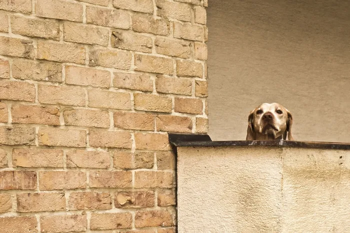 Framed Print : A curious Labrador dog peers over a balcony next to a brick wall
