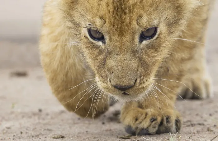 Framed Print : Curious Lion (Panthera leo) cub