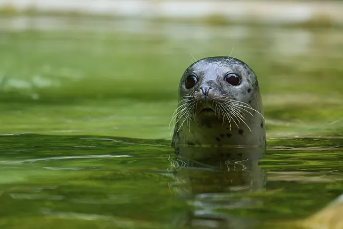 Framed Print : Curious looking seal in the water Framed Print : Curious looking seal in the water