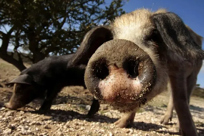 Framed Print : Curious pig, snout, Sardinia, Italy, Europe