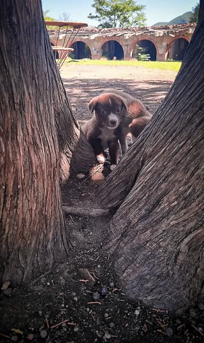 Framed Print : Curious puppy peeks through tree trunks in a serene outdoor setting