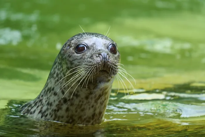 Framed Print : Curious seal in green water, harbour seal (Phoca vitulina) Framed Print : Curious seal in green water, harbour seal (Phoca vitulina)