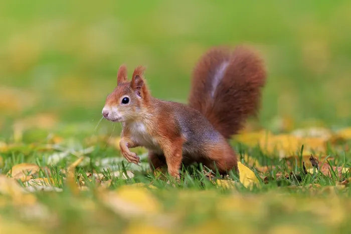 Framed Print : Curious squirrel in colorful autumn grass