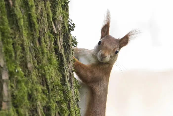 Framed Print : A curious squirrel (Sciurus vulgaris) looks out from behind a moss-covered tree