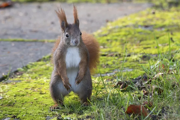 Framed Print : A curious squirrel (Sciurus vulgaris) stands on moss-covered soil in an autumn environment Framed Print : A curious squirrel (Sciurus vulgaris) stands on moss-covered soil in an autumn environment