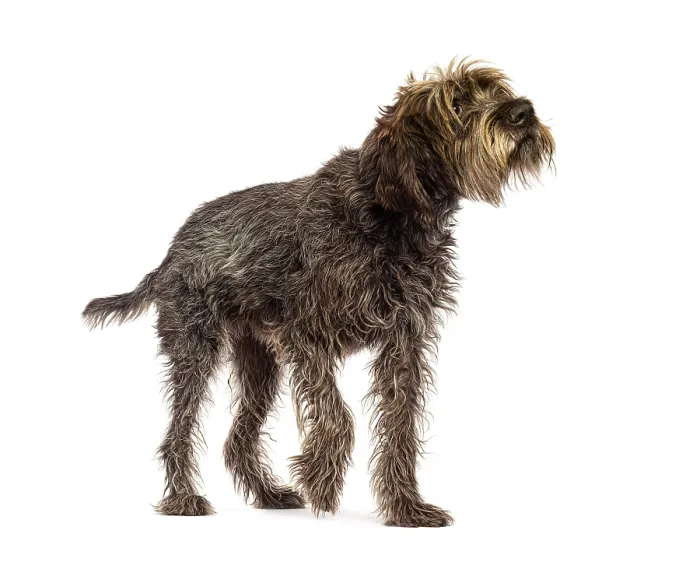 Framed Print : Curious wirehaired pointing griffon walking and looking up isolated on white background Framed Print : Curious wirehaired pointing griffon walking and looking up isolated on white background