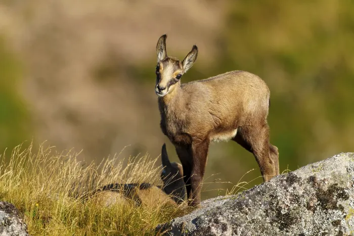 Framed Print : A curious young chamois stands on a rock Framed Print : A curious young chamois stands on a rock
