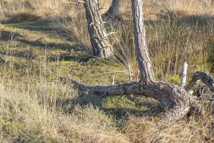 Framed Print : A curiously grown spruce (Picea) in the moor adventure trail