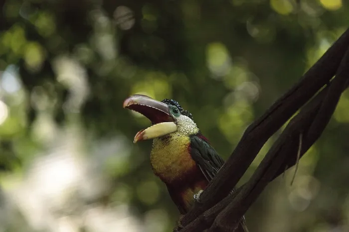 Framed Print : Curl-crested Aracari called Pteroglossus beauharnaesii found in the rain forest of South America