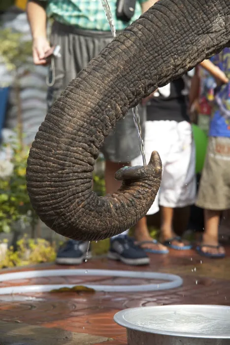 Framed Print : A curled elephant nose receives water directly from a hose Framed Print : A curled elephant nose receives water directly from a hose