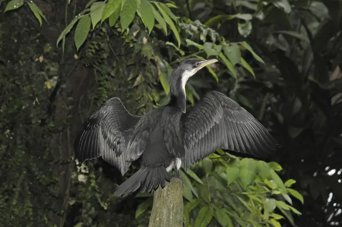 Framed Print : Curlew Cormorant (Phalacrocorax melanoleucos) Framed Print : Curlew Cormorant (Phalacrocorax melanoleucos)