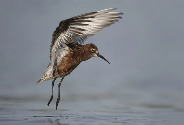 Framed Print : Curlew Sandpiper (Calidris ferruginea)