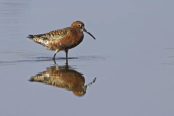 Framed Print : Curlew Sandpiper (Calidris ferruginea)