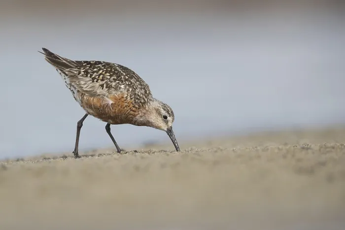 Framed Print : Curlew Sandpiper (Calidris ferruginea) foraging Framed Print : Curlew Sandpiper (Calidris ferruginea) foraging