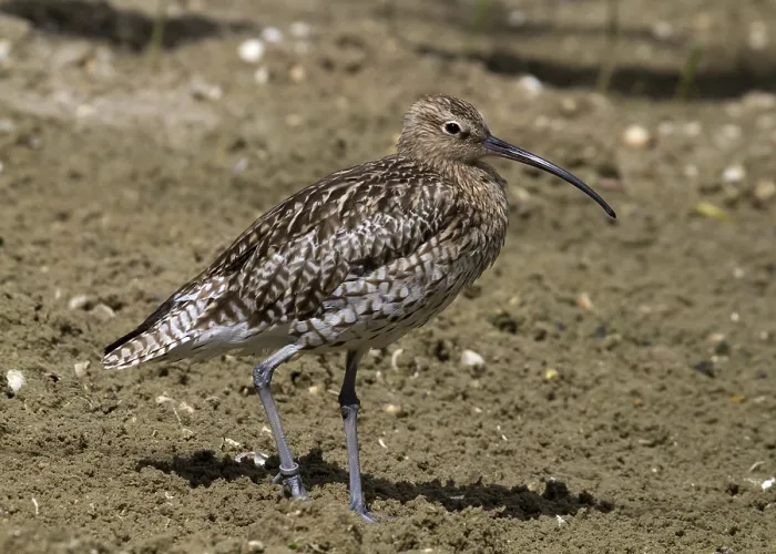Framed Print : Curlew standing on the soil looking for food Framed Print : Curlew standing on the soil looking for food