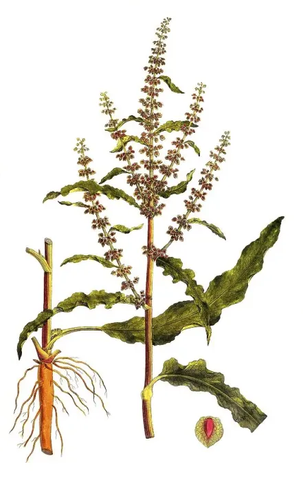 Framed Print : Curly dock, Rumex crispus, digitally restored reproduction of an original from the 19th century