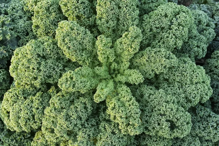 Framed Print : Curly kale (Brassica oleracea) Framed Print : Curly kale (Brassica oleracea)