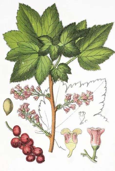 Framed Print : Currant (Ribes petraeum), medicinal and useful plant Framed Print : Currant (Ribes petraeum), medicinal and useful plant