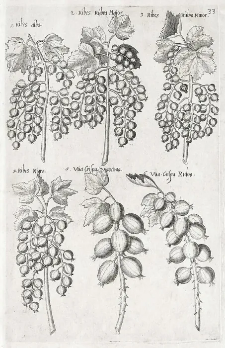 Framed Print : Currants (Ribes), copperplate engraving by Emanuel Sweerts Framed Print : Currants (Ribes), copperplate engraving by Emanuel Sweerts