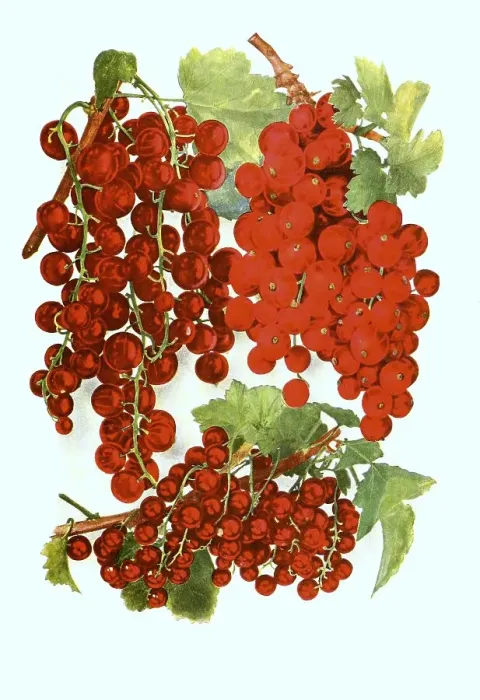 Framed Print : Currants of the variety: 1. Cherry, 2