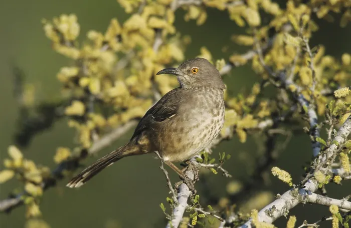 Framed Print : Curve-billed Thrasher (Toxostoma curvirostre)